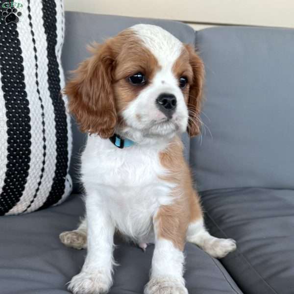 River, Cavalier King Charles Spaniel Puppy