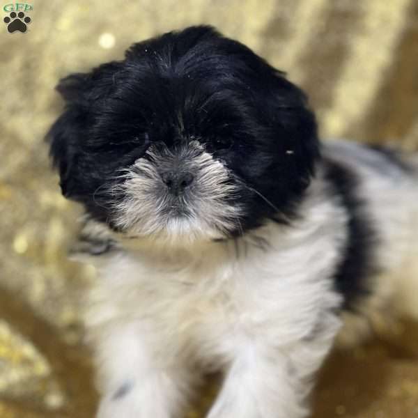 Tufo, Shih Tzu Puppy