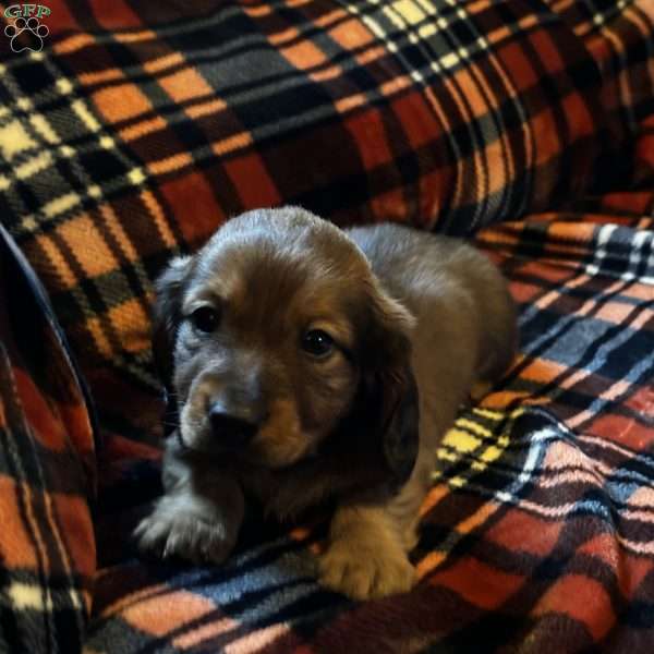 Chubbs, Dachshund Puppy