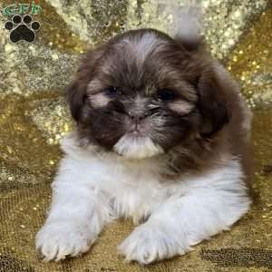 Tyson, Shih Tzu Puppy