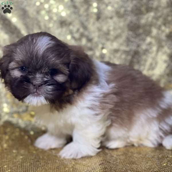 Tyson, Shih Tzu Puppy