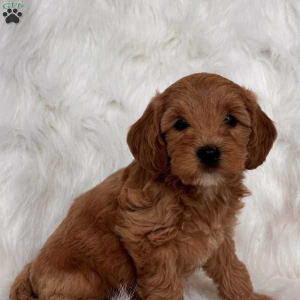 Lola, Mini Whoodle Puppy