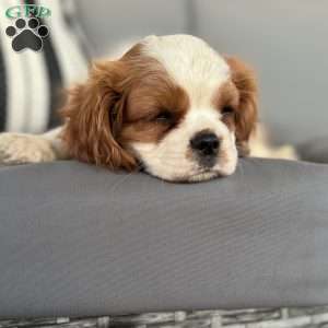 Bentley, Cavalier King Charles Spaniel Puppy