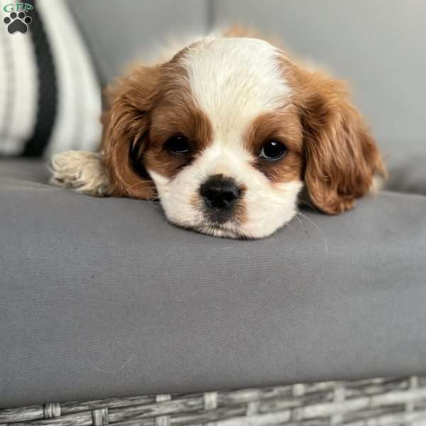 Bentley, Cavalier King Charles Spaniel Puppy