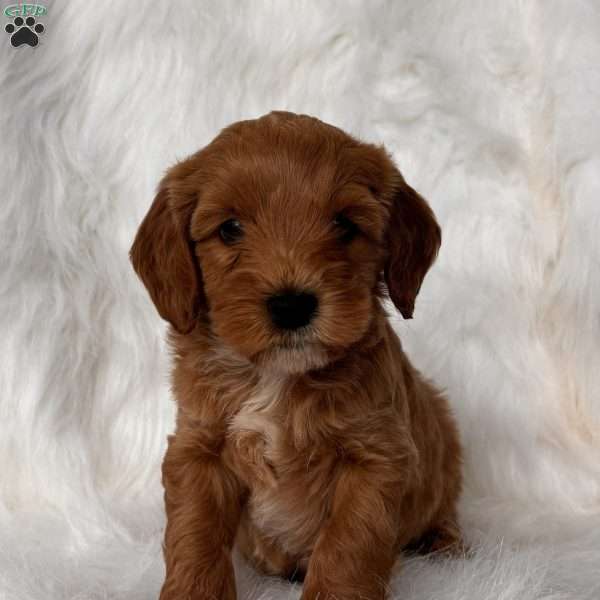 Billy, Mini Whoodle Puppy