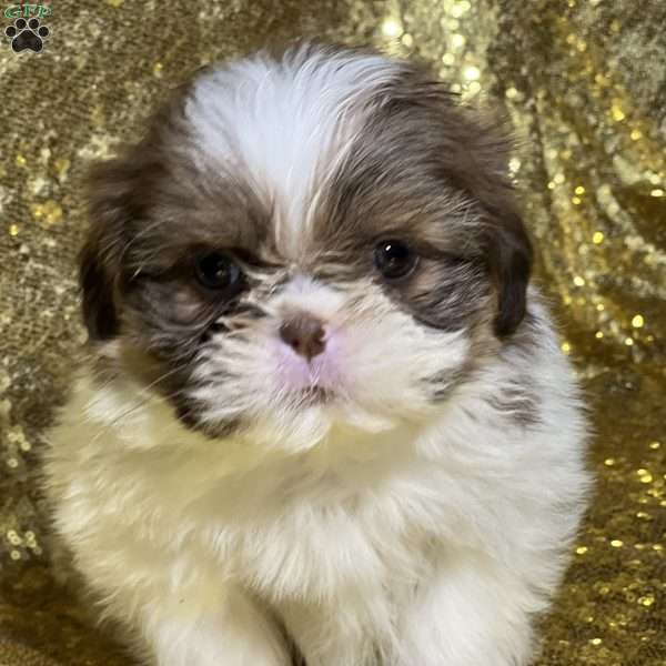 Tex, Shih Tzu Puppy