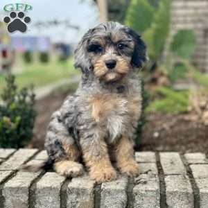 Odessa, Cavapoo Puppy