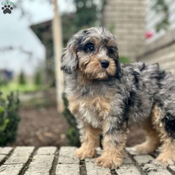 Odessa, Cavapoo Puppy