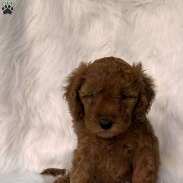 Ellie, Mini Whoodle Puppy