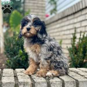 Ori, Cavapoo Puppy