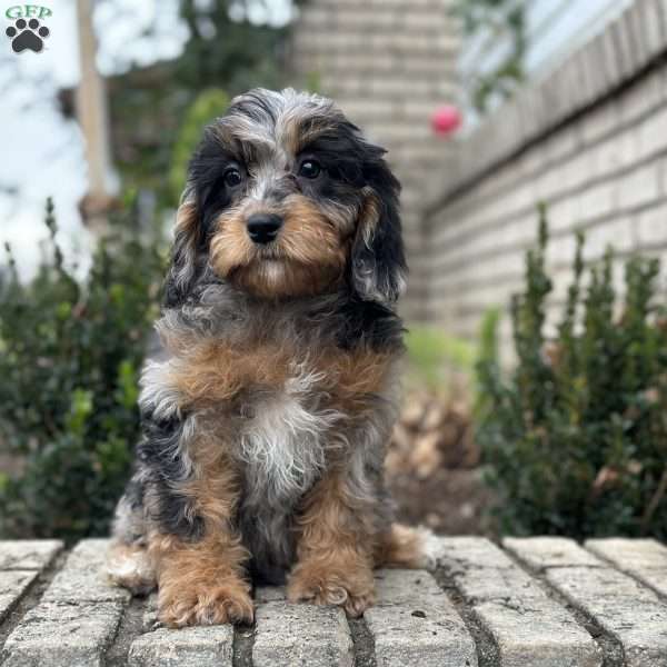 Ori, Cavapoo Puppy