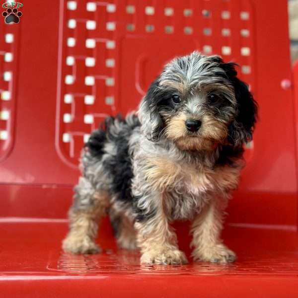 Olive, Cavapoo Puppy