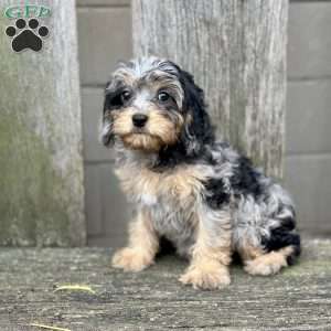 Olive, Cavapoo Puppy