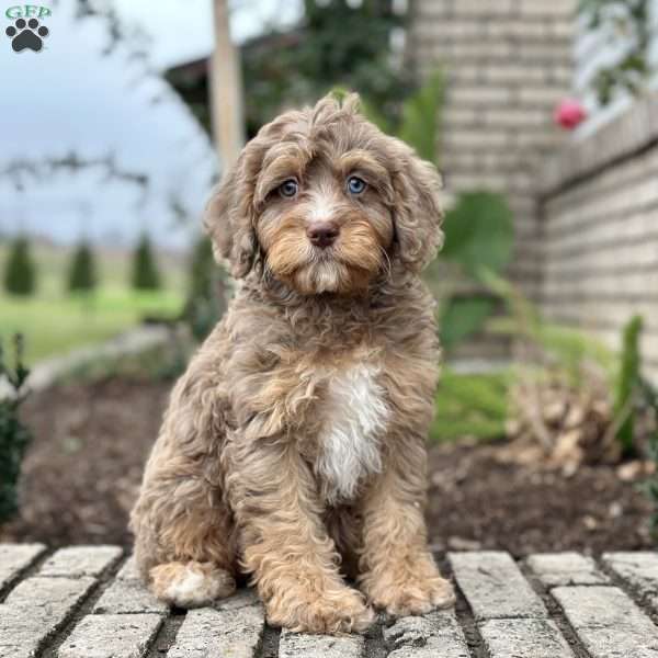 Polly, Cavapoo Puppy