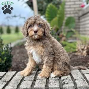 Polly, Cavapoo Puppy