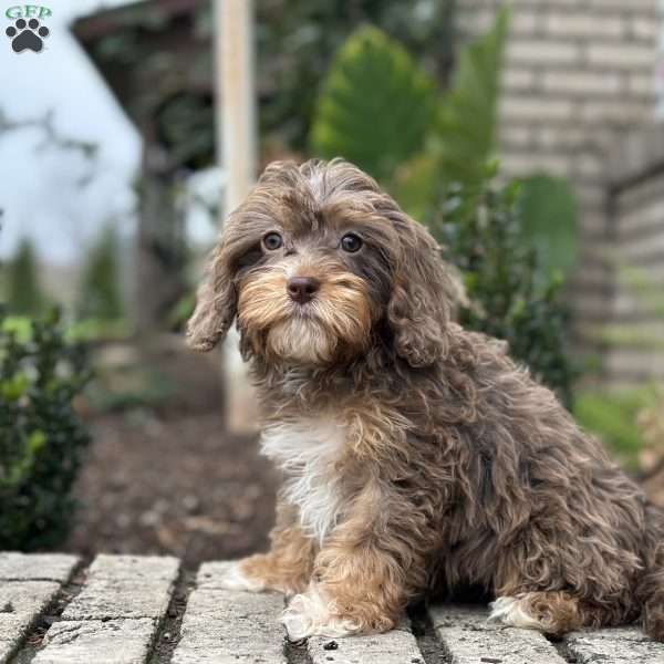 Pippa, Cavapoo Puppy