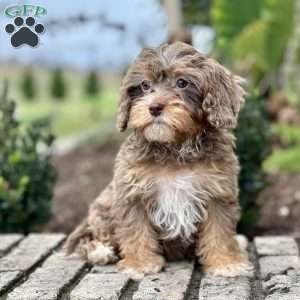 Pippa, Cavapoo Puppy