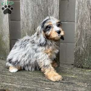 Piper, Cavapoo Puppy