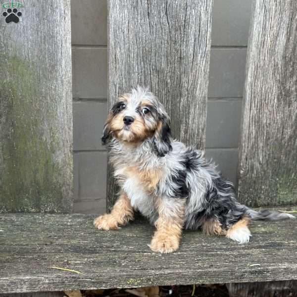 Piper, Cavapoo Puppy