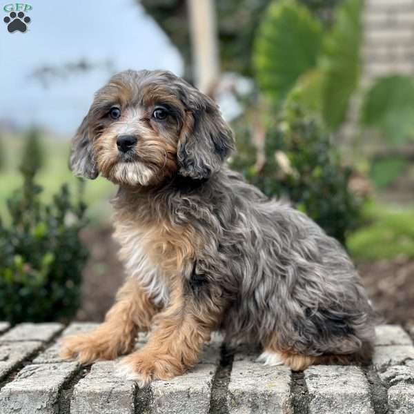 Posie, Cavapoo Puppy