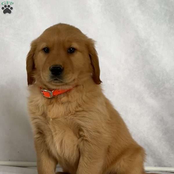 Bandit, Golden Retriever Puppy