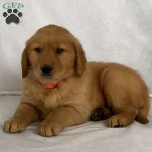 Bandit, Golden Retriever Puppy