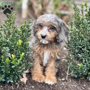 Posie, Cavapoo Puppy