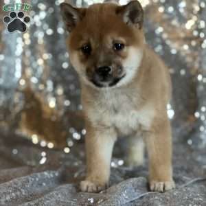 Ike, Shiba Inu Puppy