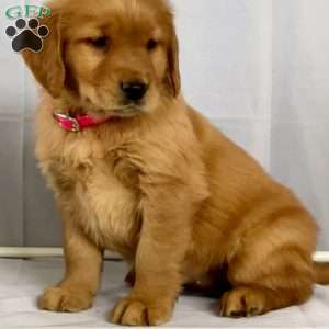 Bella, Golden Retriever Puppy