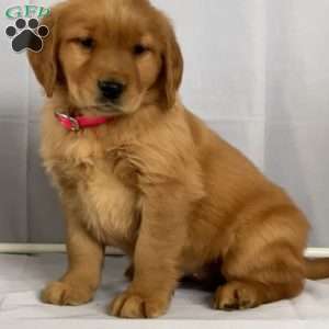 Bella, Golden Retriever Puppy