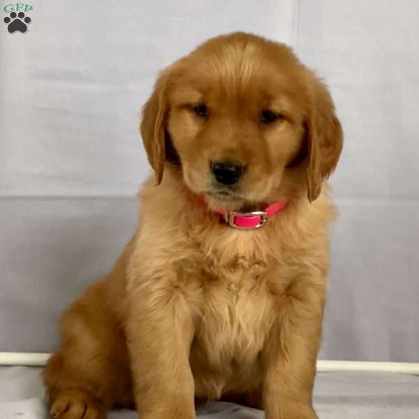 Bella, Golden Retriever Puppy