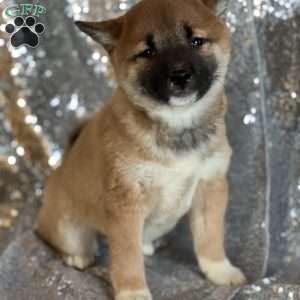 Bianca, Shiba Inu Puppy