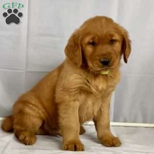 Blaze, Golden Retriever Puppy