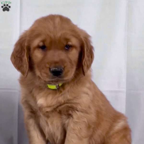 Blaze, Golden Retriever Puppy