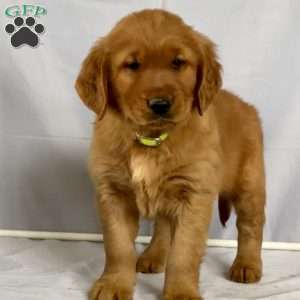 Blaze, Golden Retriever Puppy