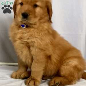 Benji, Golden Retriever Puppy