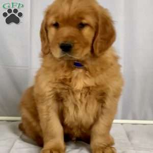 Benji, Golden Retriever Puppy