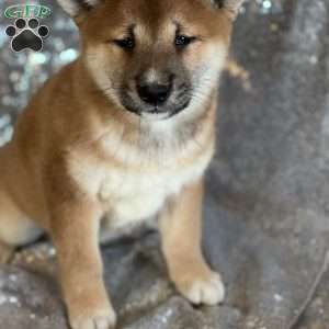 Blakely, Shiba Inu Puppy