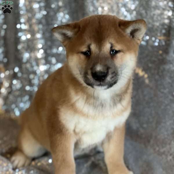 Blakely, Shiba Inu Puppy