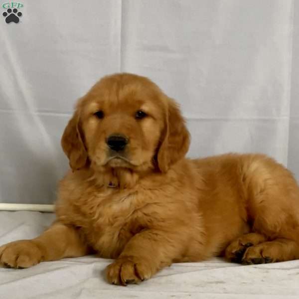 Benji, Golden Retriever Puppy