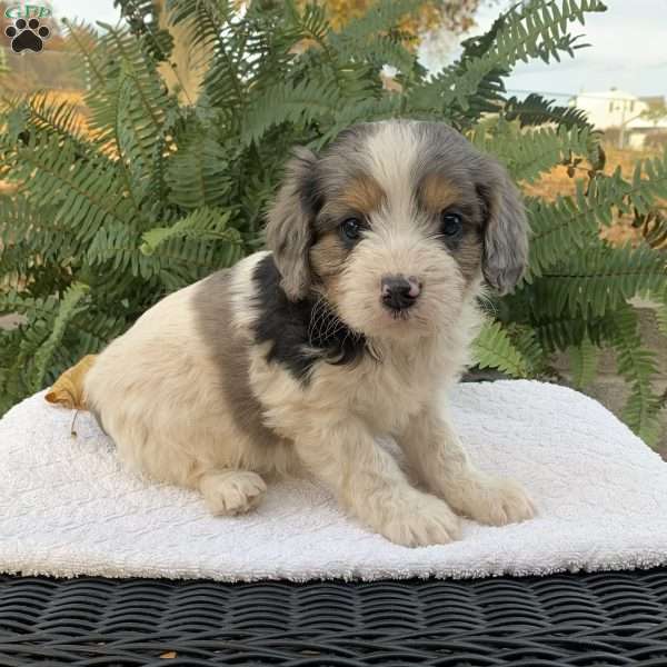 Marten, Cavapoo Puppy