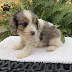 Marten, Cavapoo Puppy