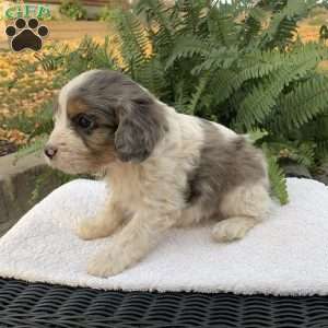 Marten, Cavapoo Puppy