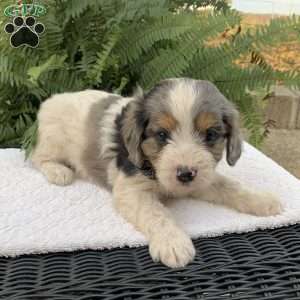 Marten, Cavapoo Puppy