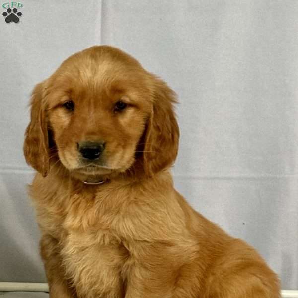 Baby, Golden Retriever Puppy