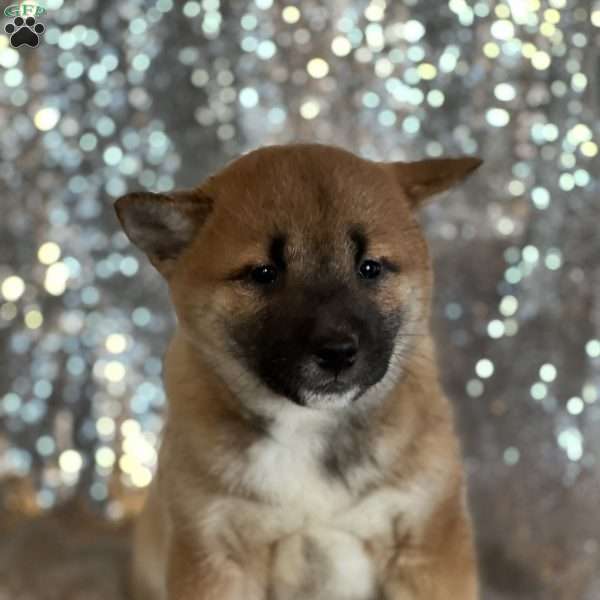 Buttercup, Shiba Inu Puppy