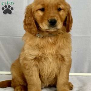 Baby, Golden Retriever Puppy