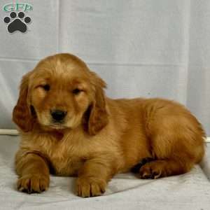 Baby, Golden Retriever Puppy