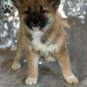 Buttercup, Shiba Inu Puppy