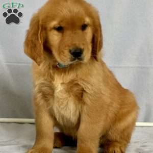 Bruce, Golden Retriever Puppy